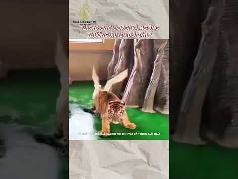 Vì sao chó Corgi và ngỗng thường hay đối đầu #haihuoc #funny #giaitri #dongvat #shorts