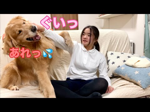 片腕一本で大型犬を制する最強の姉【ゴールデンレトリバーとミニチュアダックスフンド】