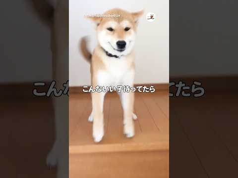 猫の動画サムネイル - こんなワンコがいたら早く帰りたい❣️｜PECO #shorts