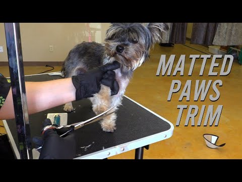 Matted yorkie paws scissor and clipper