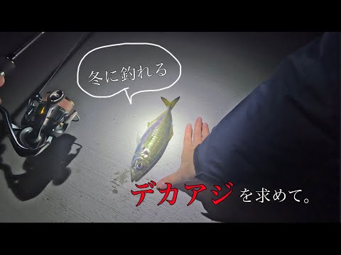 【アジング】デカアジ狙い！鯵の刺身を食べたくて…🐟