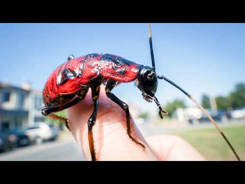 世界でいちばん臭い虫、やばすぎる