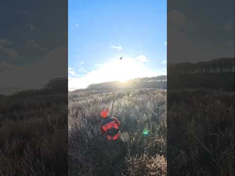 Pheasant hunt - the one how got away #pheasants #pheasanthunting #fasan #jagt #hunting #fællesjagt