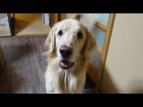 【可愛いだけじゃない!】大型犬を安易に飼ってはいけない理由