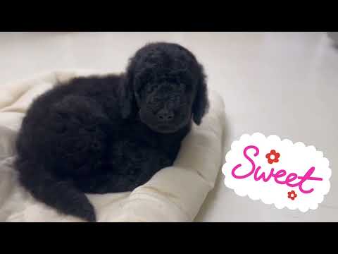 スタンダードプードルの子犬3兄妹