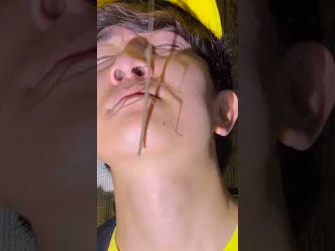 ライトトラップに徒歩で来た巨大虫の正体とは…