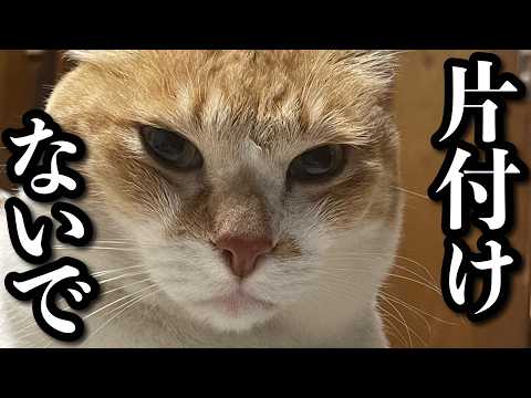 猫の動画サムネイル - 大好きなこたつを片付けられた猫の圧がすごすぎる｜町をパトロールする猫
