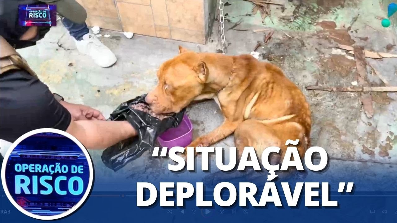 Polícia resgata cachorros e prende homem por maus-tratos: “Sem comida”