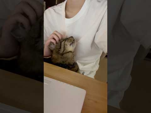 膝の上が好きな猫