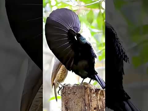 The wonderful performances of the elves. #dance #birds