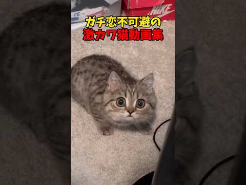 癒しと笑顔を届ける猫のかわいさ動画 サムネイル