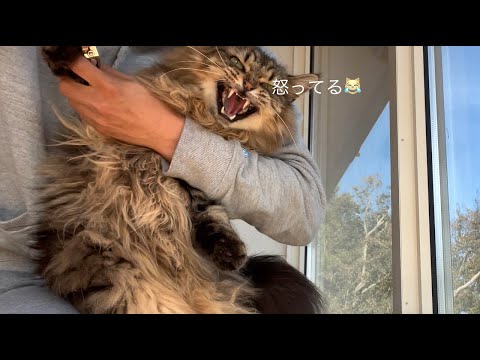 猫たちの爪を切ったり給餌器を使ってみた動画