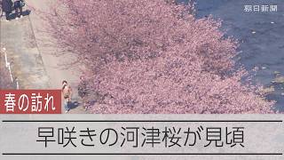 動画サムネイル