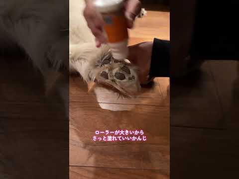 目指せ肉球美人!#husky
