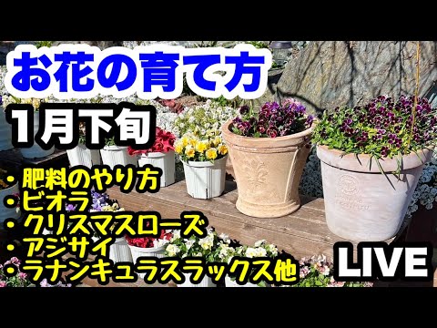 ◆【１月下旬】真冬の園芸スペシャル🪴