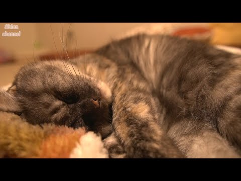 子育てに疲れて高イビキをかきながら眠る先住猫