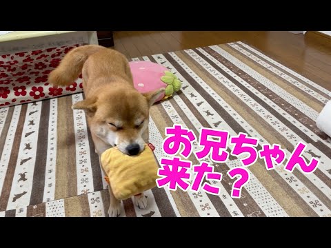 【葛藤】お兄ちゃんの足音が聞こえたらご飯どころではない柴犬小夏