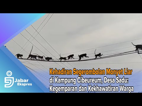 Kehadiran Segerombolan Monyet Liar di Kampung Cibeureum, Desa Sadu
