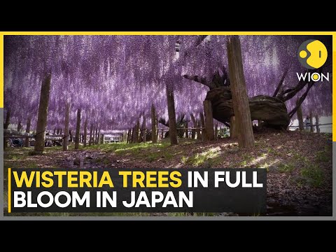 Crowd Flock To See Wisteria Trees In Full Bloom In Japan | World News