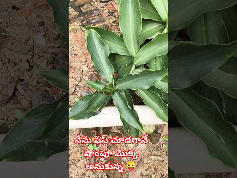 ఇదేం మొక్కనో తెలిస్తే కామెంట్ చేయండి ఫ్రెండ్స్ 😊#ytshorts #telugusongs #subscribe