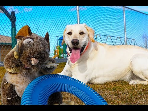Puppy Logan and Pack Rat Play At The Park With a  New Frisbee!