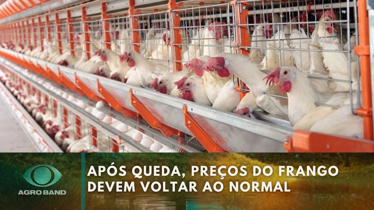 Após queda, preços do frango devem voltar ao normal