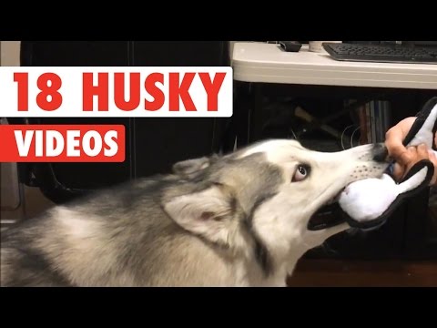 18 Funny Husky Puppies Video Compilation 2016 - UCPIvT-zcQl2H0vabdXJGcpg