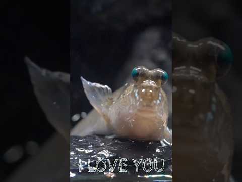 エモいトビハゼ😘トビハゼも悩んでるんかなw音楽に合わせてみました♪