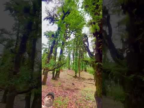 Dil kehta hai || Uttarakhand Pahad Sukoon