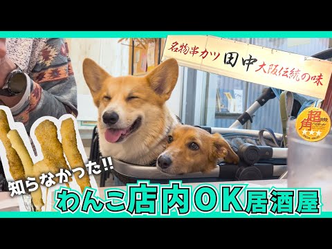 犬店内OK居酒屋！コーギーと行く「串カツ田中」