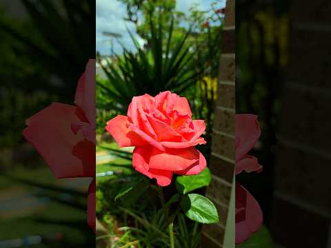 #roses  #shortvideo