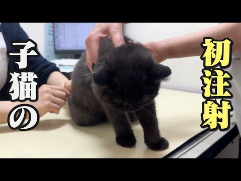 猫の動画サムネイル - 初めての注射に不満爆発…この後やけ食いする子猫が大物すぎた