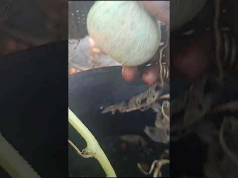 🥹Grew my 1st Baby Cantaloupe🍈, eventhough I planted a Mango 🥭🤭😂🤣🤤🙏🏿🌱#garden#fruit#miracle