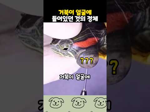 <strong>거북이</strong> 얼굴이 튀어나온 이유