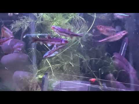 Rainbow Shiners for AAA Aquatic Auction Rainbow shiners are a beautiful native fish that don’t require a heater and are very easy to keep!