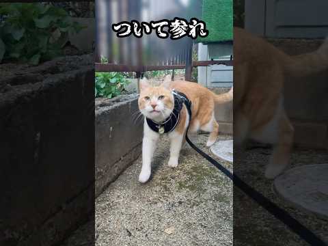 猫の動画サムネイル - 警察犬みたいな猫ちゃん#元野良猫チャチャ #猫武将 #ねこ #猫 #ネコ #cat #ゆるめにたのむ