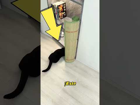 El gatito descubrió inesperadamente dinero escondido.#cute #cat #pets