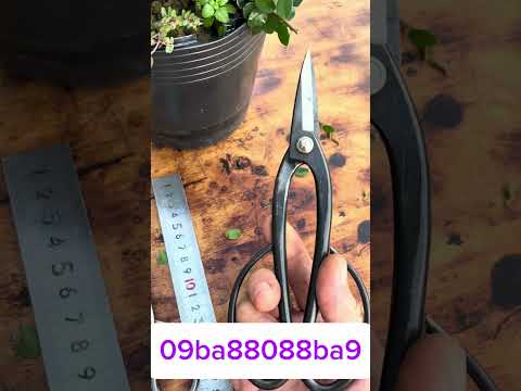 Giao lưu chia sẽ cùng ae đam mê nghệ tguaajt tạo tác bonsai #bonsai #bonsaiart #bonsaitools