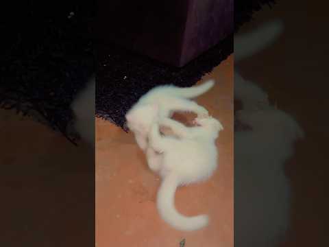 Cat trending videos 😜#catvideos #funnycat #kitten #youtubeshorts #shortsfeed #shortvideo #trending