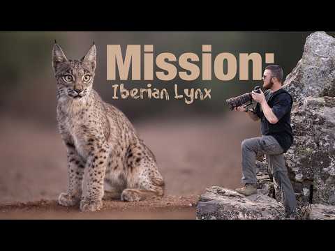 Mission: Iberian Lynx – Photographing Spain’s Most Elusive Wild Cat