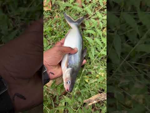 Found the Cutest Baby Shark Today! 💙🐋!! #shark #facts #latest #knowledge #littlesharks #bestshark