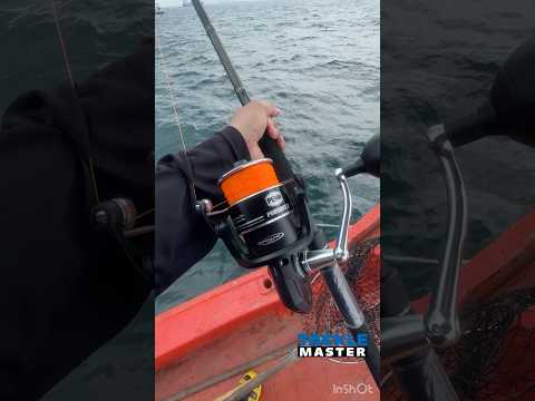 PENN PERSUIT V มาแล้ว #tacklemaster #penn #persuit #spinning #reel