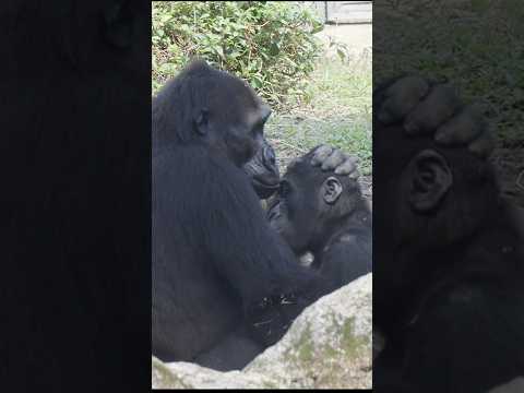 台北市立動物園で見つけた金剛猩猩のかわいい瞬間 サムネイル
