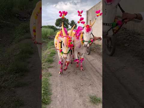 Wait for Lezim Dance 💃 👌#lezim #bailpola #bailpola_whatsapp_status #bailpola2025