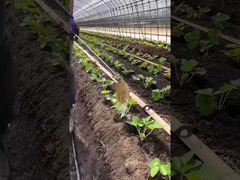 how to agriculture #farming #agriculture #fruit #strawberry #garden #farmingtech #pepperspray