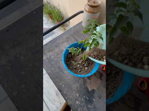 Poisonous but most attractive flowering plant 🪴🪴 #shorts #short #ytshorts #gardenplants