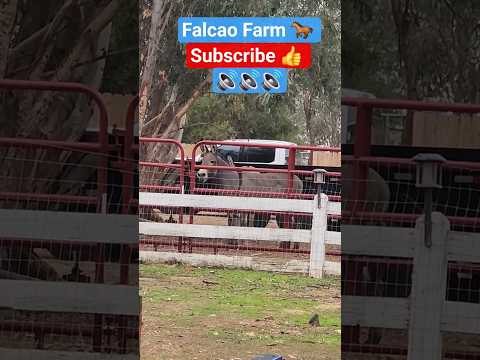 DONKEYS WANT TREATS #horse #donkey #animals #motivation #eating #happy #funny #cute #shorts #short