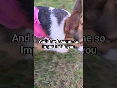 And I won't be letting go #corgi #puppy #pets #shorts #cute #dog