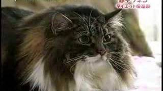 Super fat cat goes on a diet