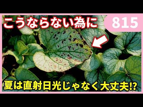 水切れと葉焼けを防ぐ簡単テクニック ｂｙ園芸チャンネル 815 #園芸 #ガーデニング #初心者